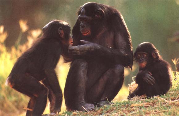 Jean Dogg, Georgina Hubert-Bunche, and Friedrich Besabberner in 2057